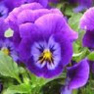 Meet your Posher, Dan & peggy